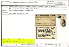 Karteikarte zum Holotyp von Polymorphina sacculus Stache, 1864